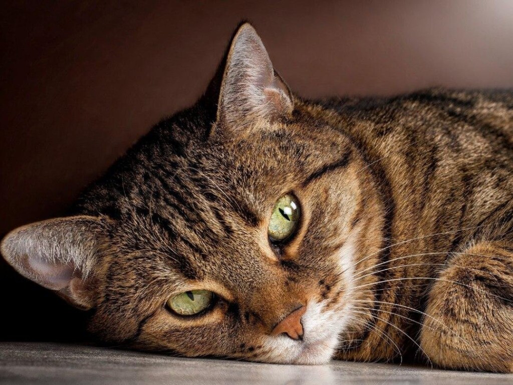 Доминируй и делай «кусь»: забавная стычка котов попала на видео