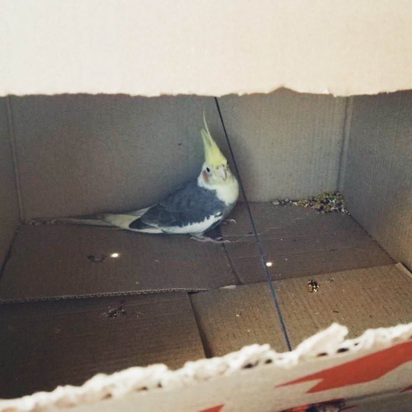 Киевлянка нашла способ спасти попугая, жившего с голубями. ФОТО