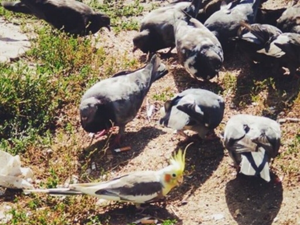 «Взяла на «живца»: киевлянка нашла способ спасти попугая, жившего с голубями (ФОТО)