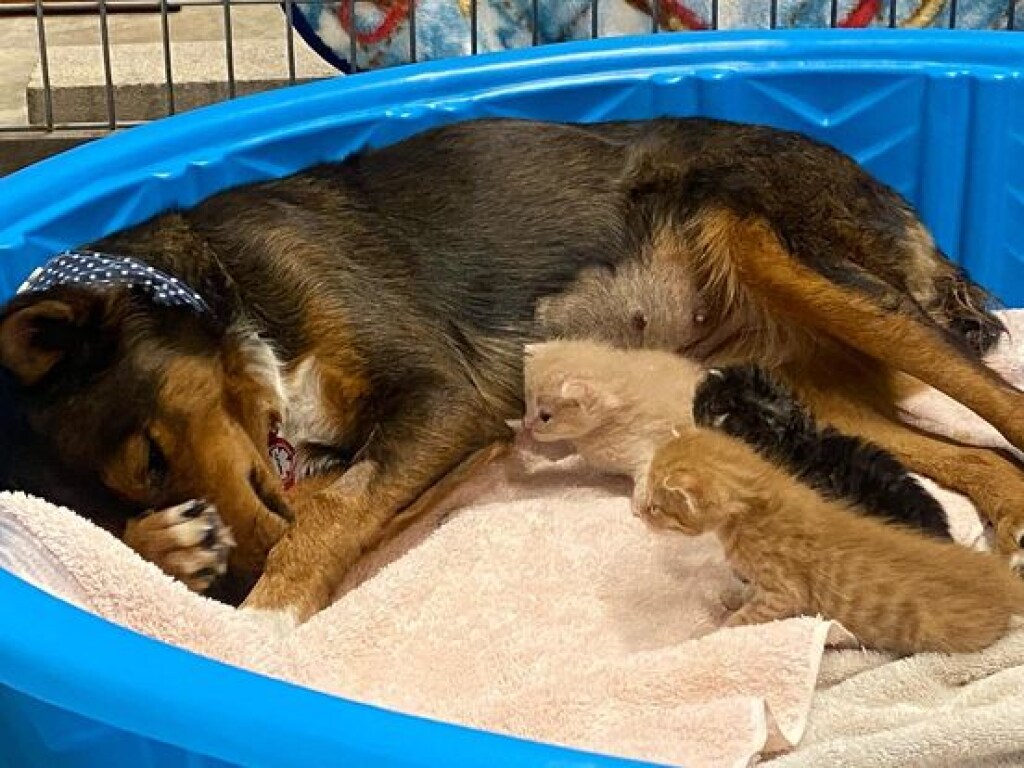 Австралийская овчарка, потерявшая щенков, стала мамой троих котят (ФОТО)