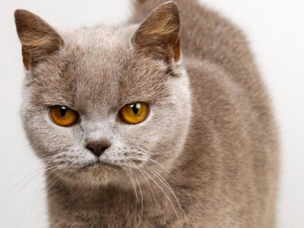 «Идеальная позиция, чтобы осуждать издалека»: строгие кошки рассмешили Сеть (ВИДЕО)