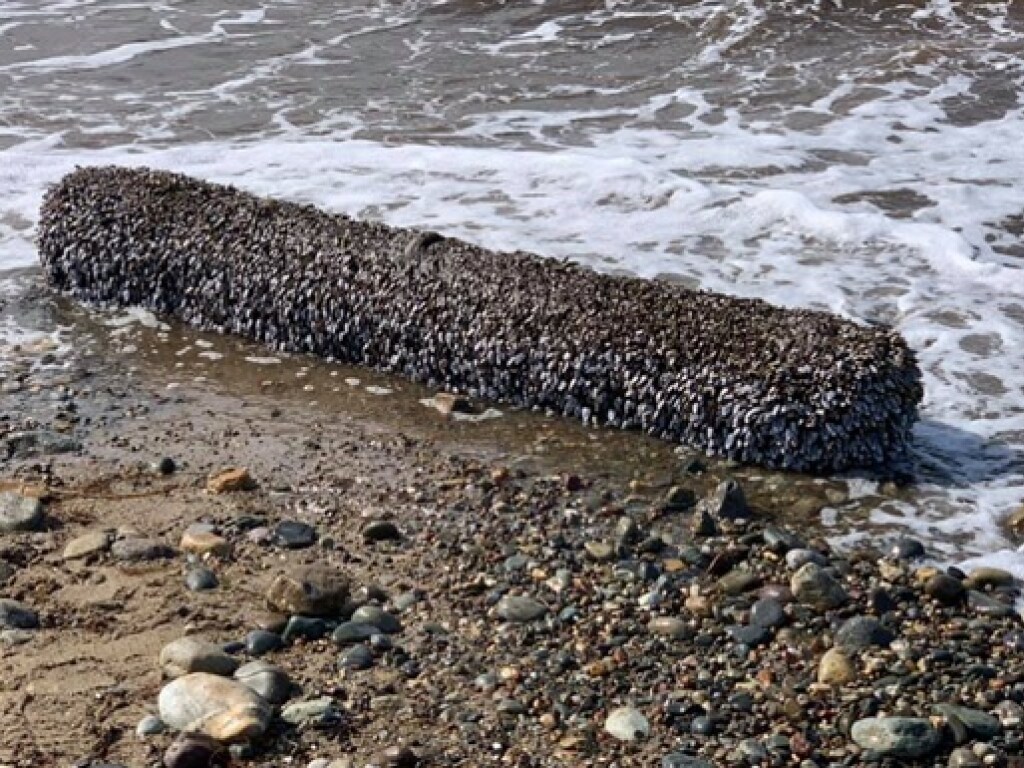 Британец обнаружил на пляже странное «живое» бревно со щупальцами: стоит баснословных денег (ФОТО)