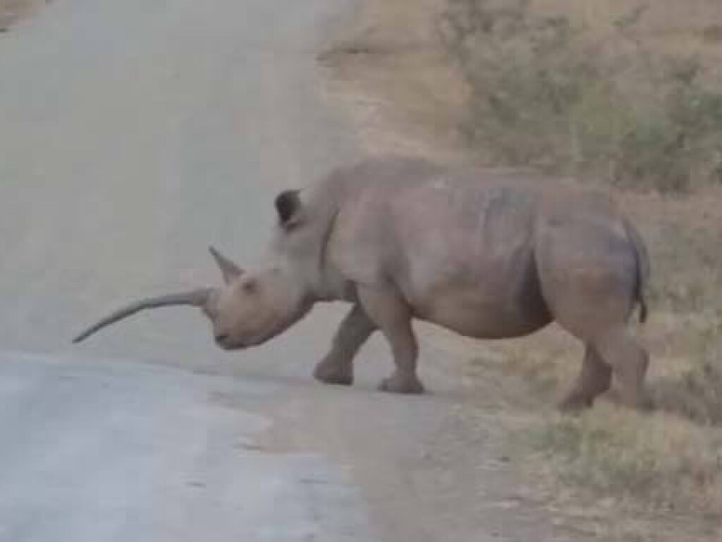 В заповеднике ЮАР обнаружили уникального носорога с «неправильным» рогом (ФОТО, ВИДЕО)