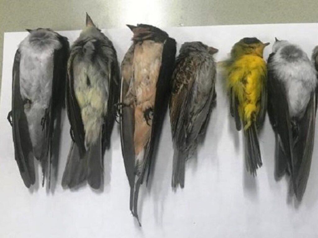 В США ученые пытаются понять причину массовой гибели перелетных птиц (ФОТО)