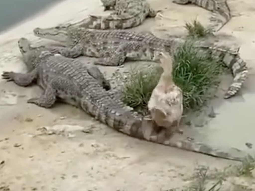 Дерзкая утка разбудила спящих крокодилов и осталась целой и невредимой (ФОТО, ВИДЕО)