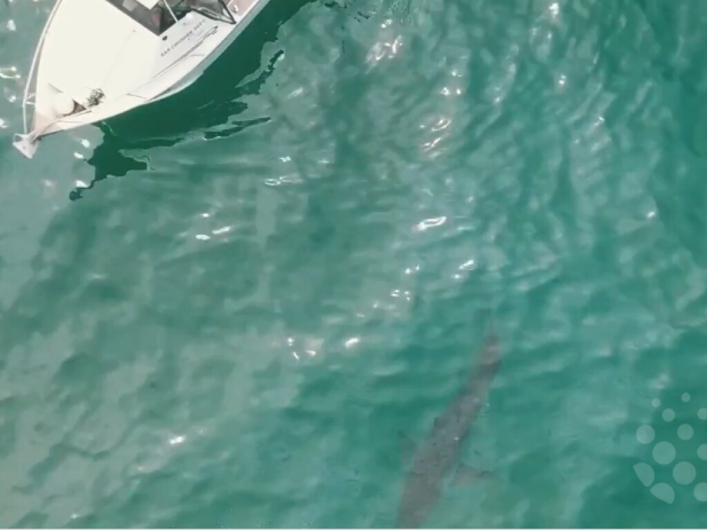 В Сети показали ошеломительные снимки: к мертвому киту начали плыть акулы (ФОТО)