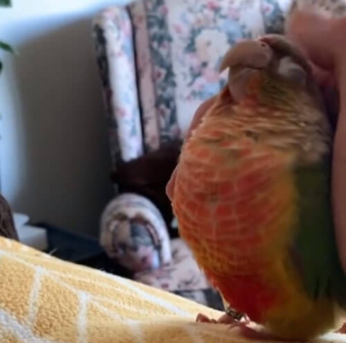 Милый попугайчик показал, как любит ласку. ВИДЕО
