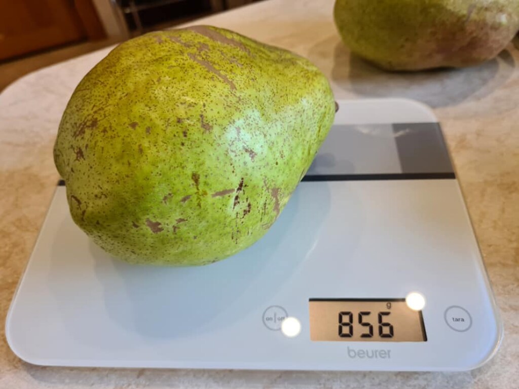Украинский фермер вырастил чудо-груши: один плод весит почти килограмм (ФОТО)