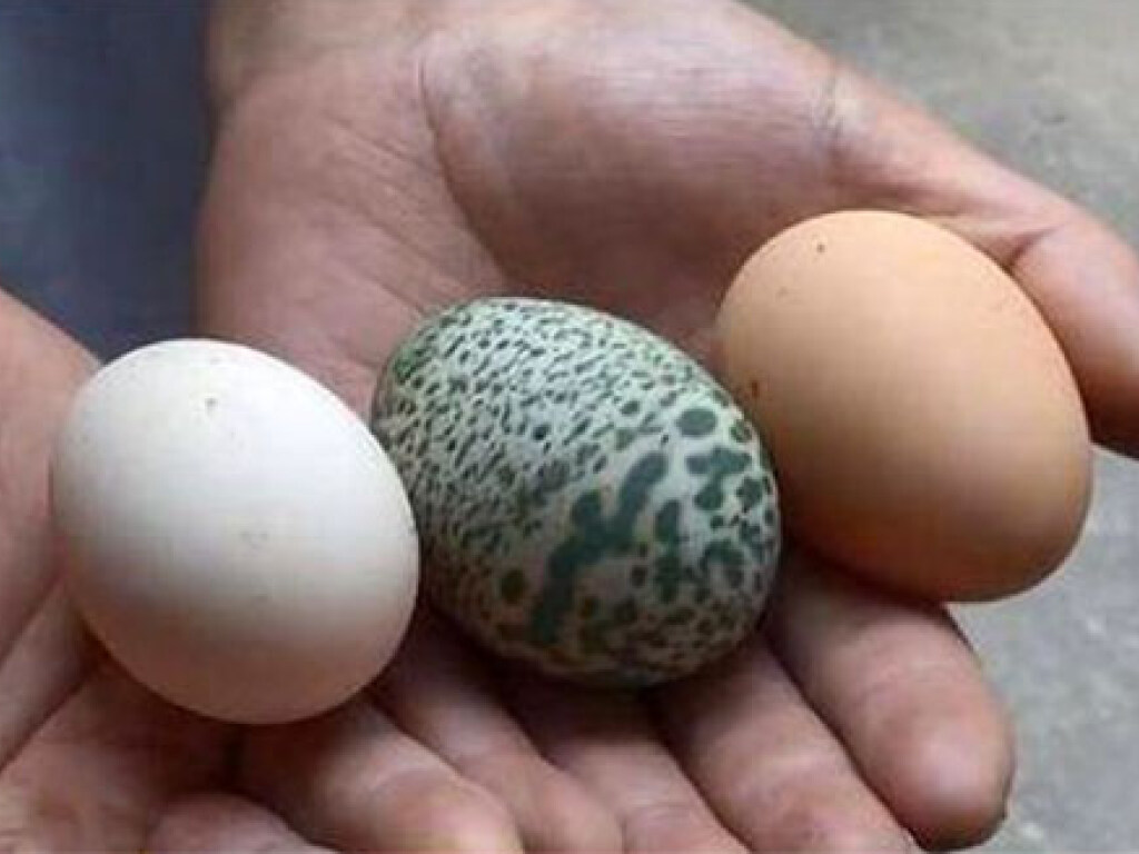 В Китае курица снесла зеленое яйцо с замысловатым узором и всех озадачила (ФОТО)