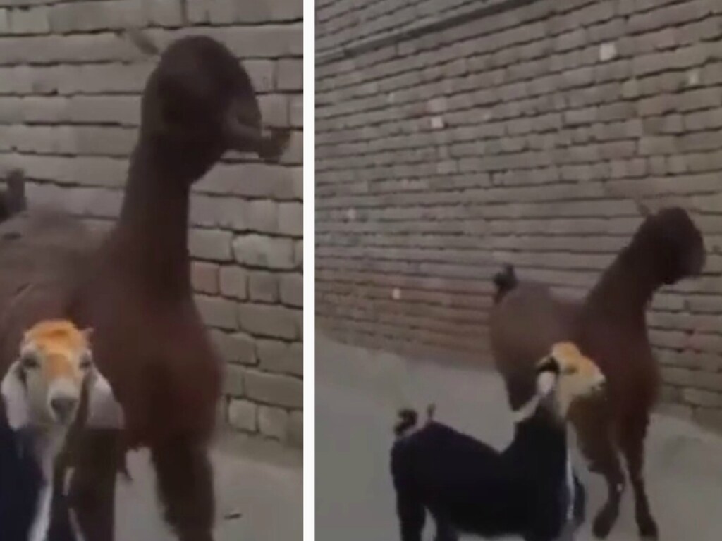 Рогатые тусовщицы: Танец двух коз попал на видео и рассмешил Сеть