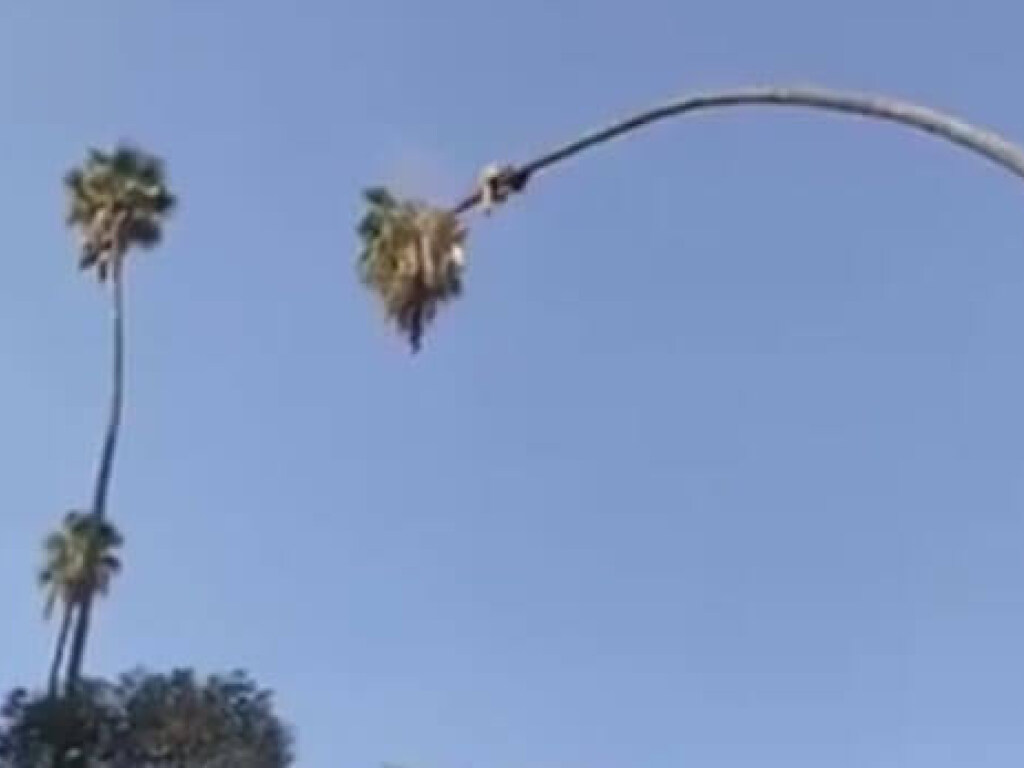 Мужчина влез на слишком высокую пальму и ошеломил Сеть (ФОТО, ВИДЕО)