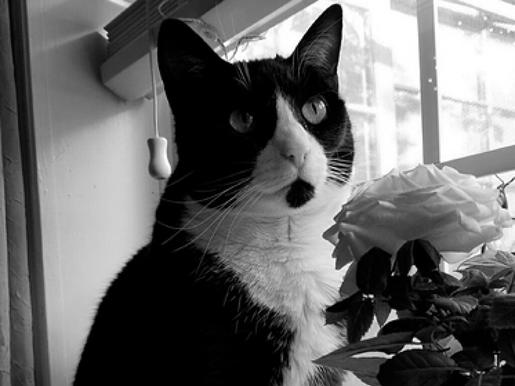 Стала мемом при жизни: умерла легендарная кошка из Сети (ФОТО)
