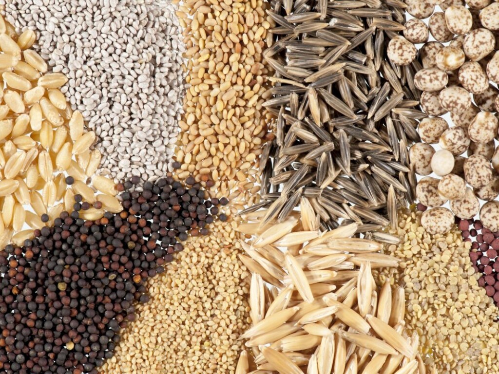 Евросоюз поддержал изменения в законодательстве, разрешающие экспорт украинских семян