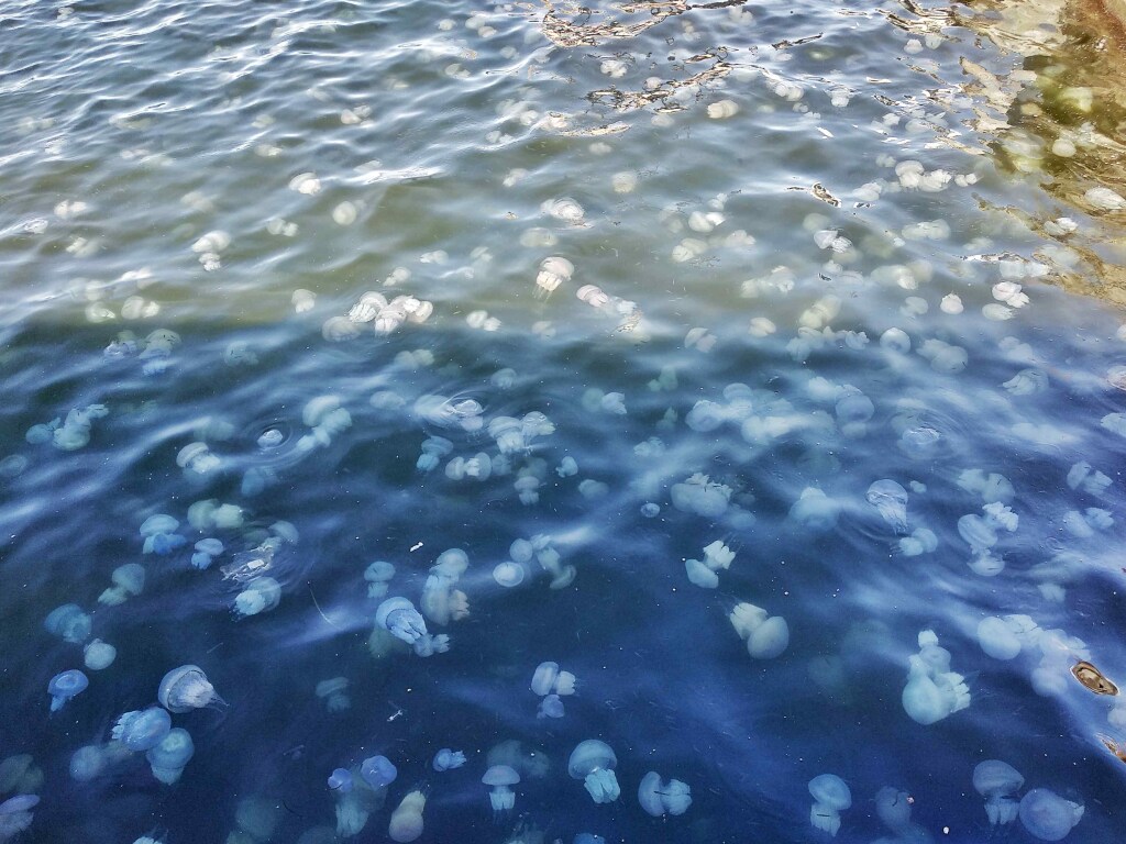 «Жуткое зрелище»: Акваторию Черного моря заполнило огромное количество медуз (ВИДЕО)