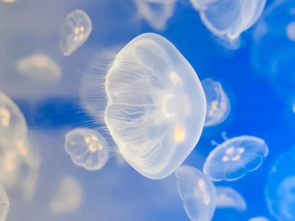 На побережье Азовского моря зафиксировали новое нашествие медуз (ВИДЕО)
