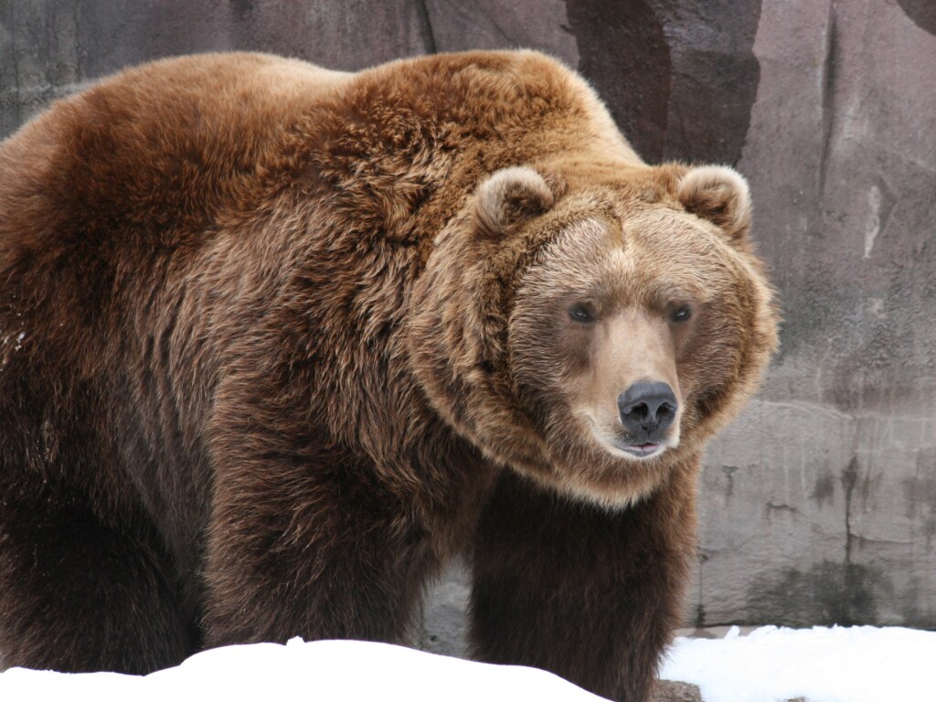 В Китае медведи загрызли смотрителя зоопарка на глазах у туристов (ВИДЕО)