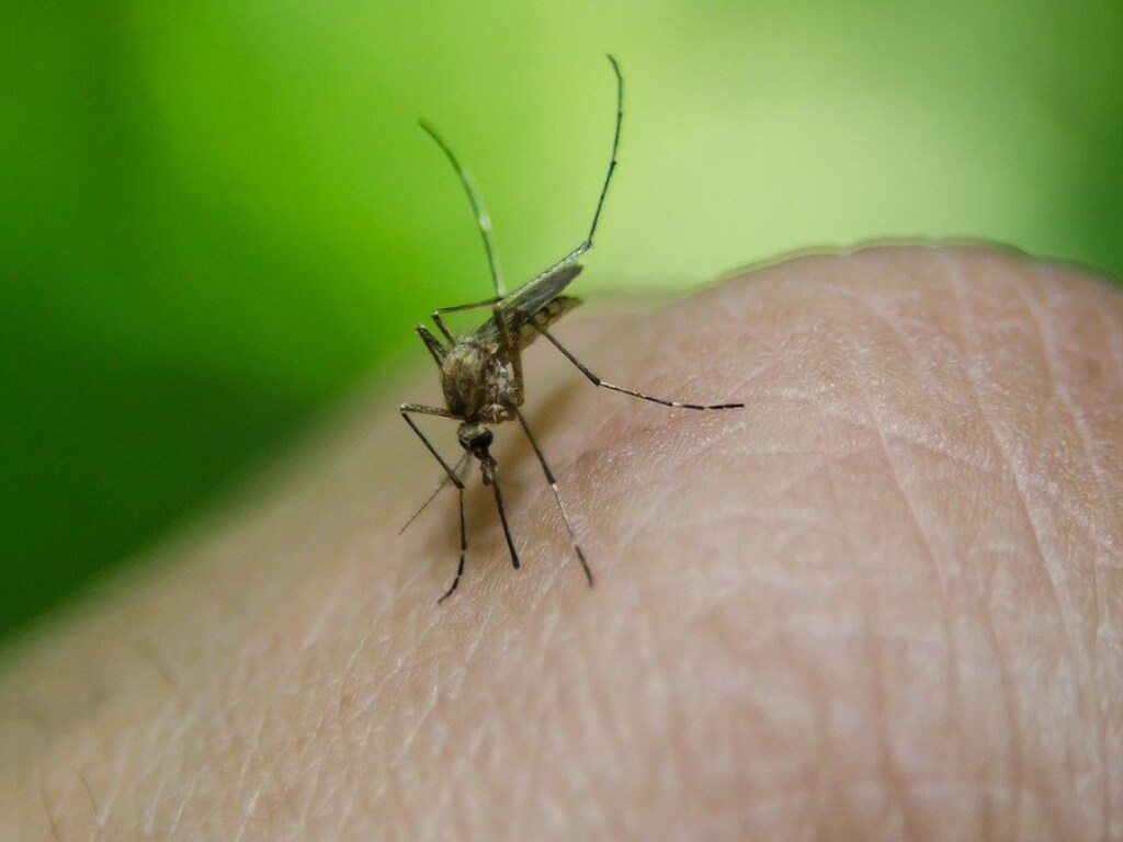 В Запорожье от тропической малярии скончался молодой мужчина