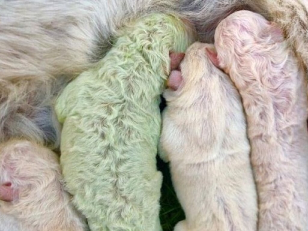 В Испании родился щенок зеленого цвета (ФОТО, ВИДЕО)