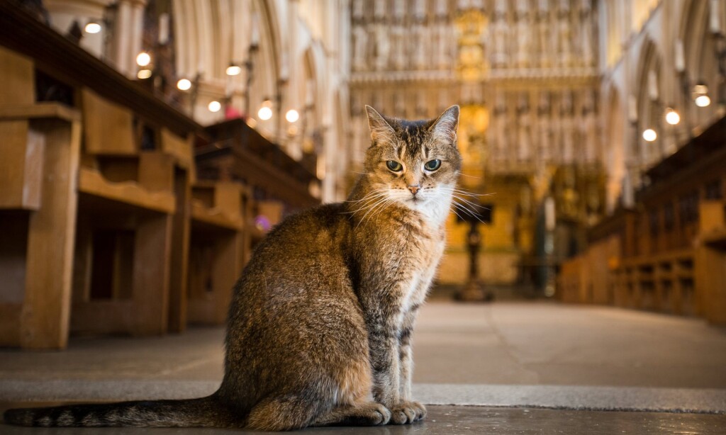 В лондонском соборе отпели кошку-любимицу королевы Елизаветы II. ФОТО
