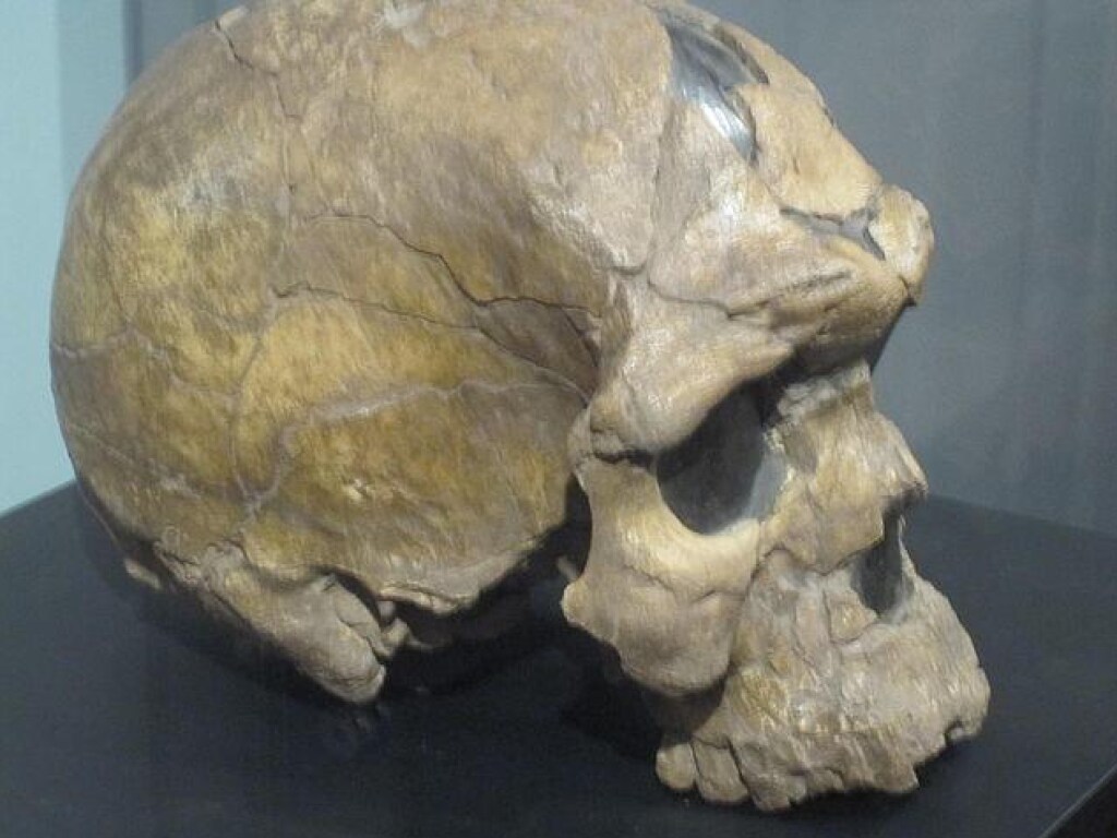 Ученые обнаружили схожесть строение черепа человека с Флориспадом (ФОТО)