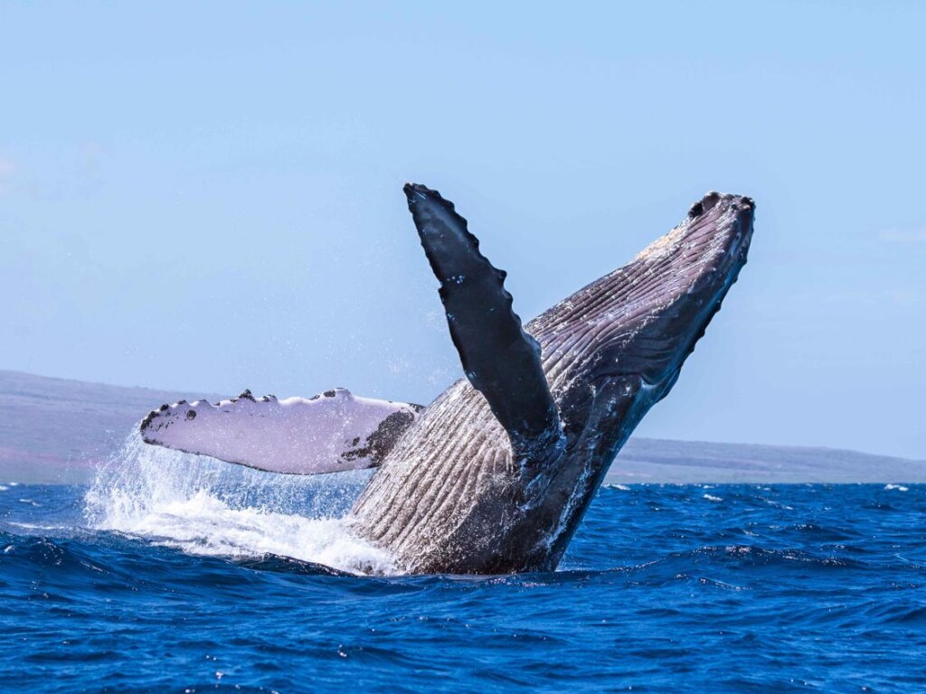 Две американки едва не оказались в пасти горбатого кита (ВИДЕО)