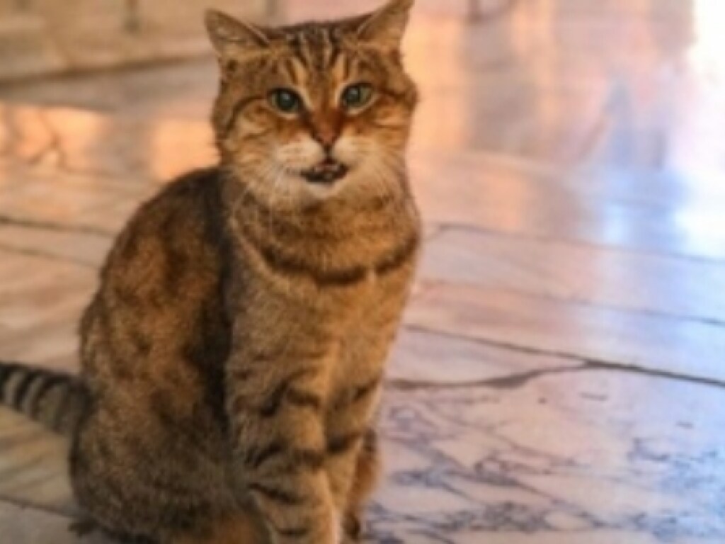 В Стамбуле умерла кошка-знаменитость: всю жизнь провела в соборе Святой Софии (ФОТО) 