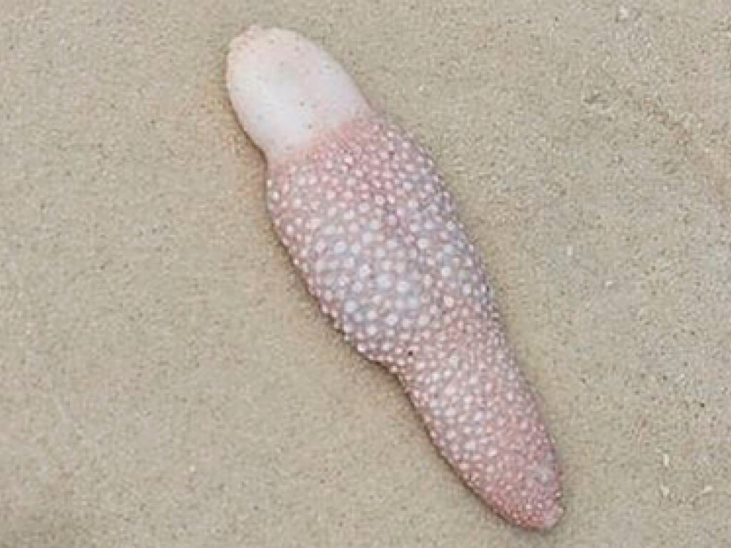 Австралийка  нашла на побережье океана  загадочное существо, похожее на язык (ФОТО)